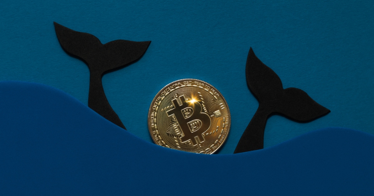 Bitcoin Whales Increased Holdings During Crypto Market Mayhem, but ETF Investors Didn’t Buy the Dip